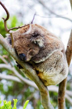 Yaban Koala (Phascolarctos cinereus), Victoria, Avustralya 'daki ünlü Büyük Okyanus Yolu boyunca Otway Burnu' nda.