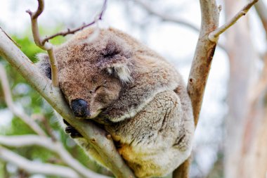 Yaban Koala (Phascolarctos cinereus), Victoria, Avustralya 'daki ünlü Büyük Okyanus Yolu boyunca Otway Burnu' nda.