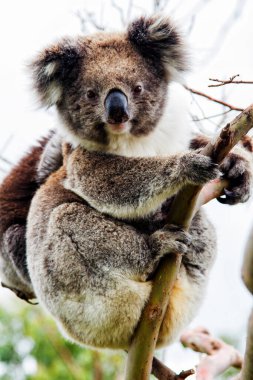 Yaban Koala (Phascolarctos cinereus), Victoria, Avustralya 'daki ünlü Büyük Okyanus Yolu boyunca Otway Burnu' nda.