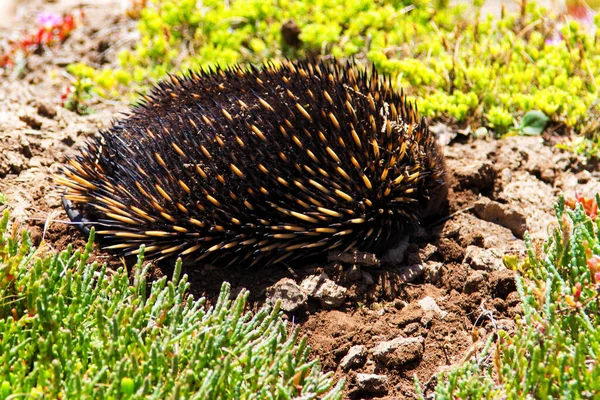 Echidna Tachyglossus Aculeatus Victoria Australia — Stock Photo, Image