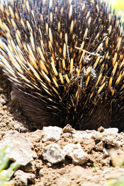 Echidna Tachyglossus Aculeatus Victoria Australia — Stock Photo, Image