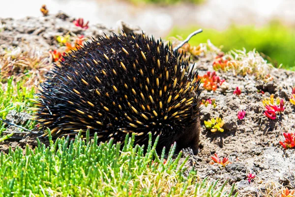 Echidna Tachyglossus Aculeatus Victoria Australia — Stock Photo, Image