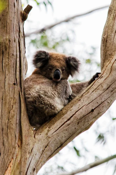 Wild Koala Phascolarctos Cinereus Przylądku Otway Wzdłuż Słynnej Great Ocean — Zdjęcie stockowe