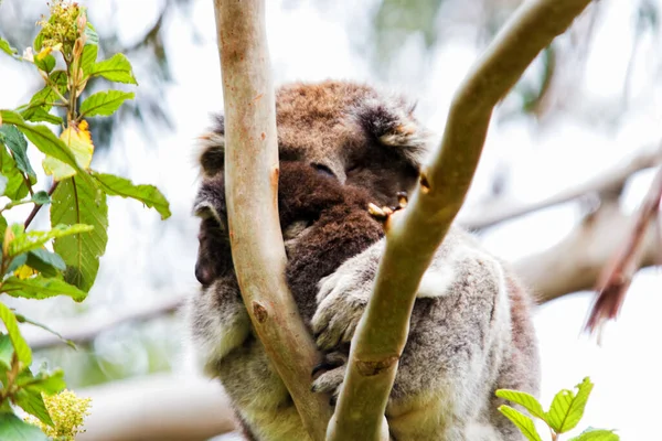 Wild Koala Phascolarctos Cinereus Przylądku Otway Wzdłuż Słynnej Great Ocean — Zdjęcie stockowe