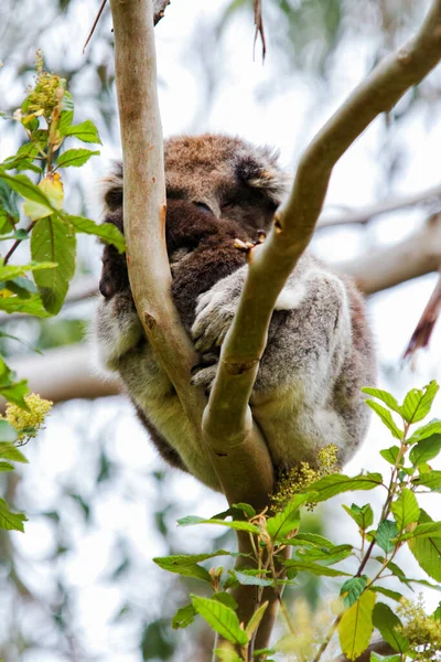 Yaban Koala (Phascolarctos cinereus), Victoria, Avustralya 'daki ünlü Büyük Okyanus Yolu boyunca Otway Burnu' nda.