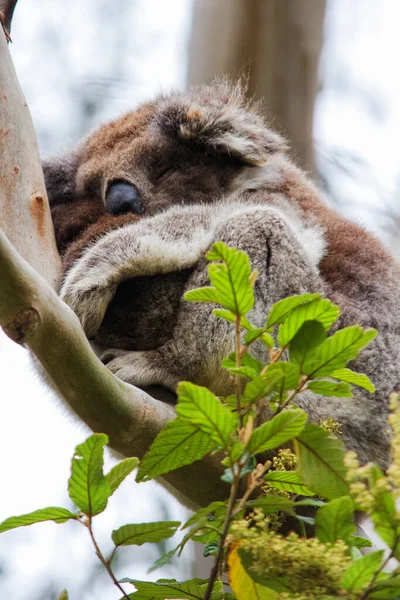 Wild Koala Phascolarctos Cinereus Przylądku Otway Wzdłuż Słynnej Great Ocean — Zdjęcie stockowe