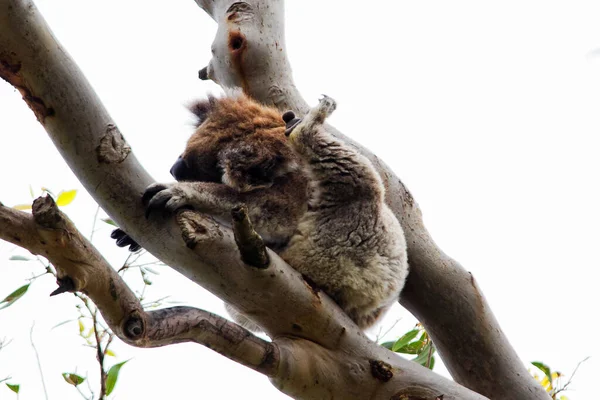 Wild Koala Phascolarctos Cinereus Cape Otway Largo Famosa Great Ocean —  Fotos de Stock