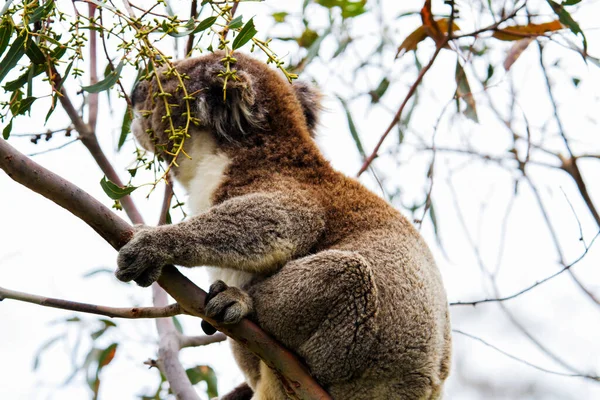 Wild Koala Phascolarctos Cinereus Cape Otway Largo Famosa Great Ocean — Foto de Stock
