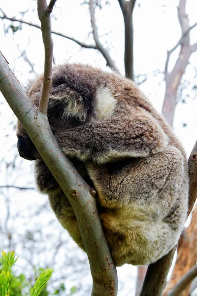 Wild Koala Phascolarctos Cinereus Przylądku Otway Wzdłuż Słynnej Great Ocean — Zdjęcie stockowe