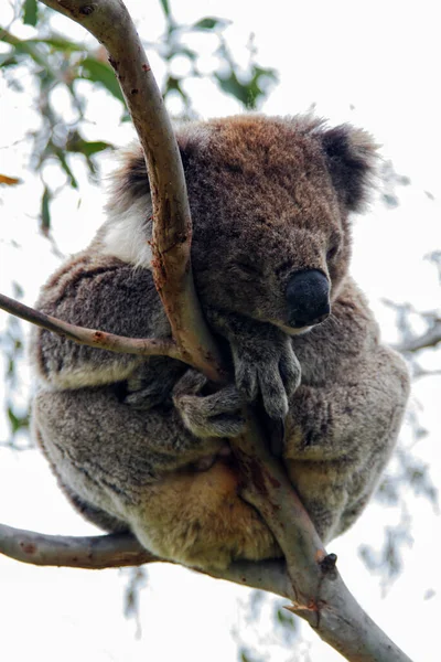 Wilder Koala Phascolarctos Cinereus Cape Otway Entlang Der Berühmten Great — Stockfoto