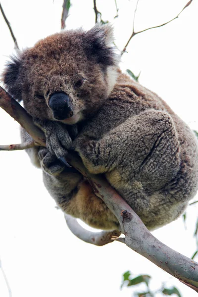 Wild Koala Phascolarctos Cinereus Cap Otway Long Célèbre Great Ocean — Photo