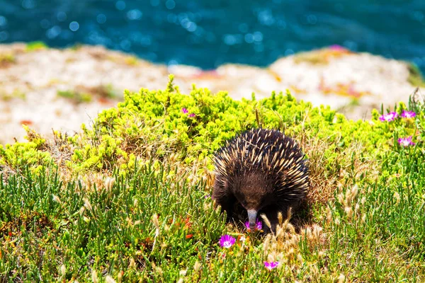 Echidna Tachyglossus Aculeatus Victoria Australia — Stock Photo, Image