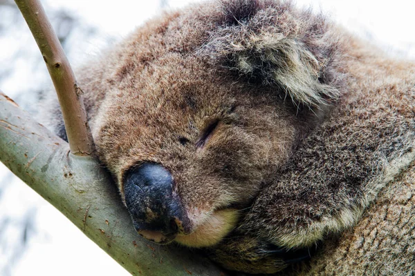 Wild Koala Phascolarctos Cinereus Przylądku Otway Wzdłuż Słynnej Great Ocean — Zdjęcie stockowe