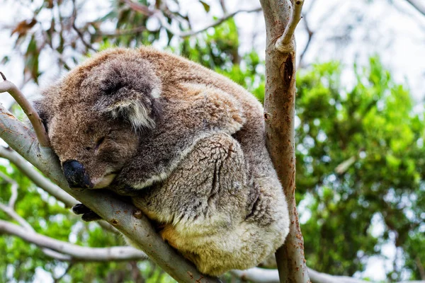 Wild Koala Phascolarctos Cinereus Przylądku Otway Wzdłuż Słynnej Great Ocean — Zdjęcie stockowe