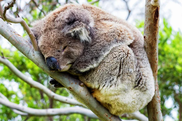 Wild Koala Phascolarctos Cinereus Przylądku Otway Wzdłuż Słynnej Great Ocean — Zdjęcie stockowe