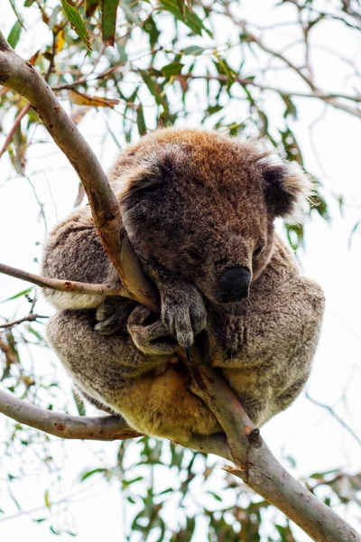 Yaban Koala (Phascolarctos cinereus), Victoria, Avustralya 'daki ünlü Büyük Okyanus Yolu boyunca Otway Burnu' nda.