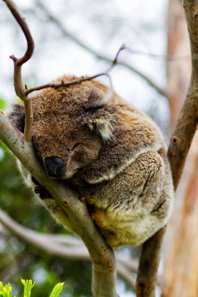 Wild Koala Phascolarctos Cinereus Przylądku Otway Wzdłuż Słynnej Great Ocean — Zdjęcie stockowe