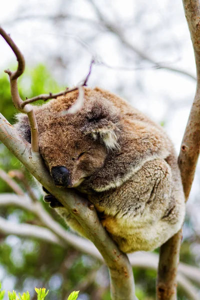 Wild Koala Phascolarctos Cinereus Przylądku Otway Wzdłuż Słynnej Great Ocean — Zdjęcie stockowe