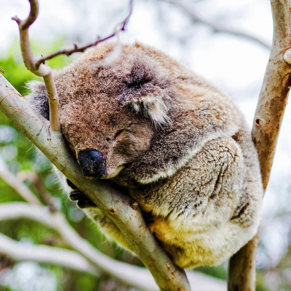 Wild Koala Phascolarctos Cinereus Przylądku Otway Wzdłuż Słynnej Great Ocean — Zdjęcie stockowe