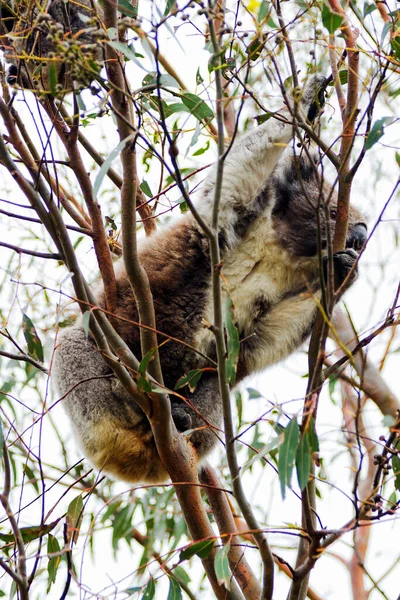 Wild Koala Phascolarctos Cinereus Cabo Otway Longo Famosa Great Ocean — Fotografia de Stock