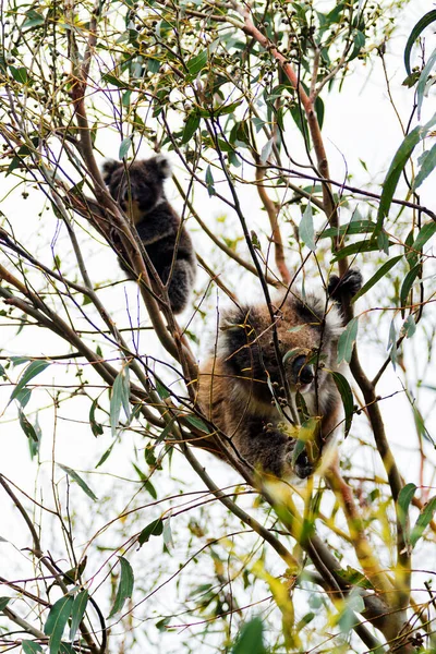 Wild Koala Phascolarctos Cinereus Cape Otway Lungo Famosa Great Ocean — Foto Stock