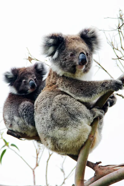 Wild Koala Phascolarctos Cinereus Cape Otway Famous Great Ocean Road — Stock Photo, Image