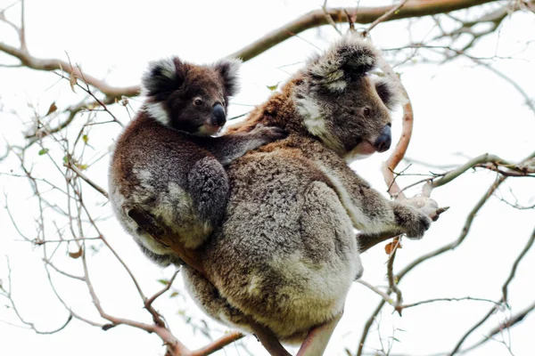 Wild Koala Phascolarctos Cinereus Cape Otway Largo Famosa Great Ocean — Foto de Stock