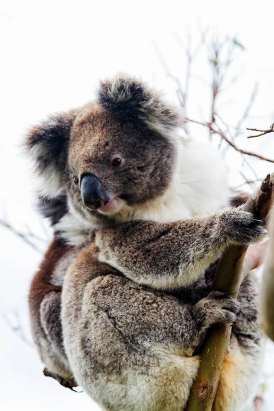 Wild Koala Phascolarctos Cinereus Cape Otway Langs Beroemde Great Ocean — Stockfoto