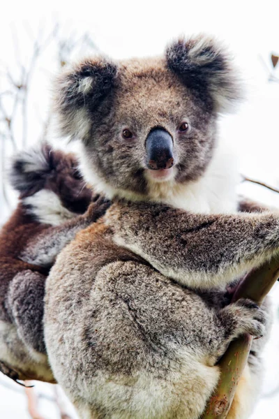 Wild Koala Phascolarctos Cinereus Cape Otway Largo Famosa Great Ocean — Foto de Stock