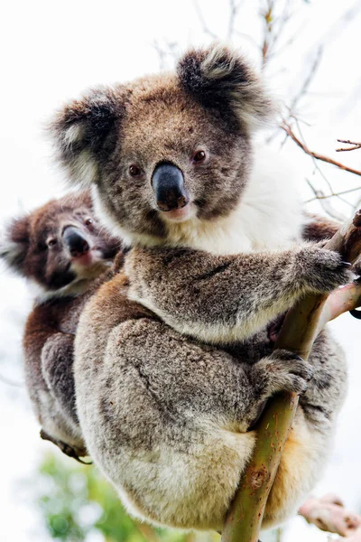 Wild Koala Phascolarctos Cinereus Cape Otway Largo Famosa Great Ocean — Foto de Stock