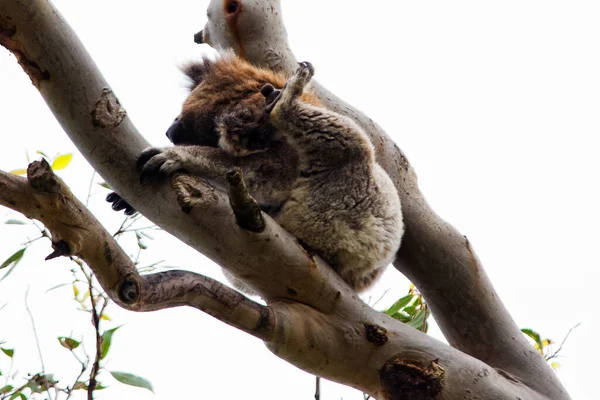 Wild Koala Phascolarctos Cinereus Cape Otway Largo Famosa Great Ocean —  Fotos de Stock