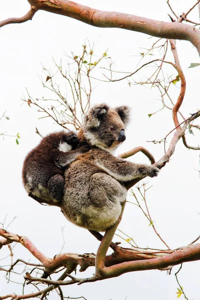 Wild Koala Phascolarctos Cinereus Przylądku Otway Wzdłuż Słynnej Great Ocean — Zdjęcie stockowe