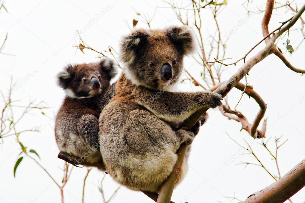 Wild Koala (Phascolarctos cinereus) at Cape Otway, along the famous Great Ocean Road in Victoria, Australia