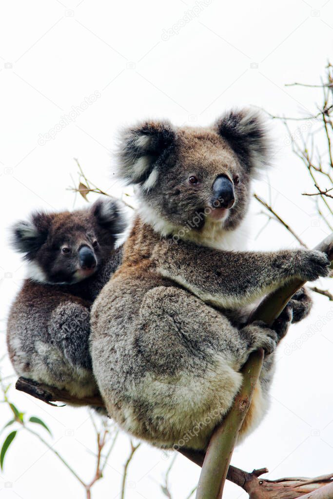 Wild Koala (Phascolarctos cinereus) at Cape Otway, along the famous Great Ocean Road in Victoria, Australia