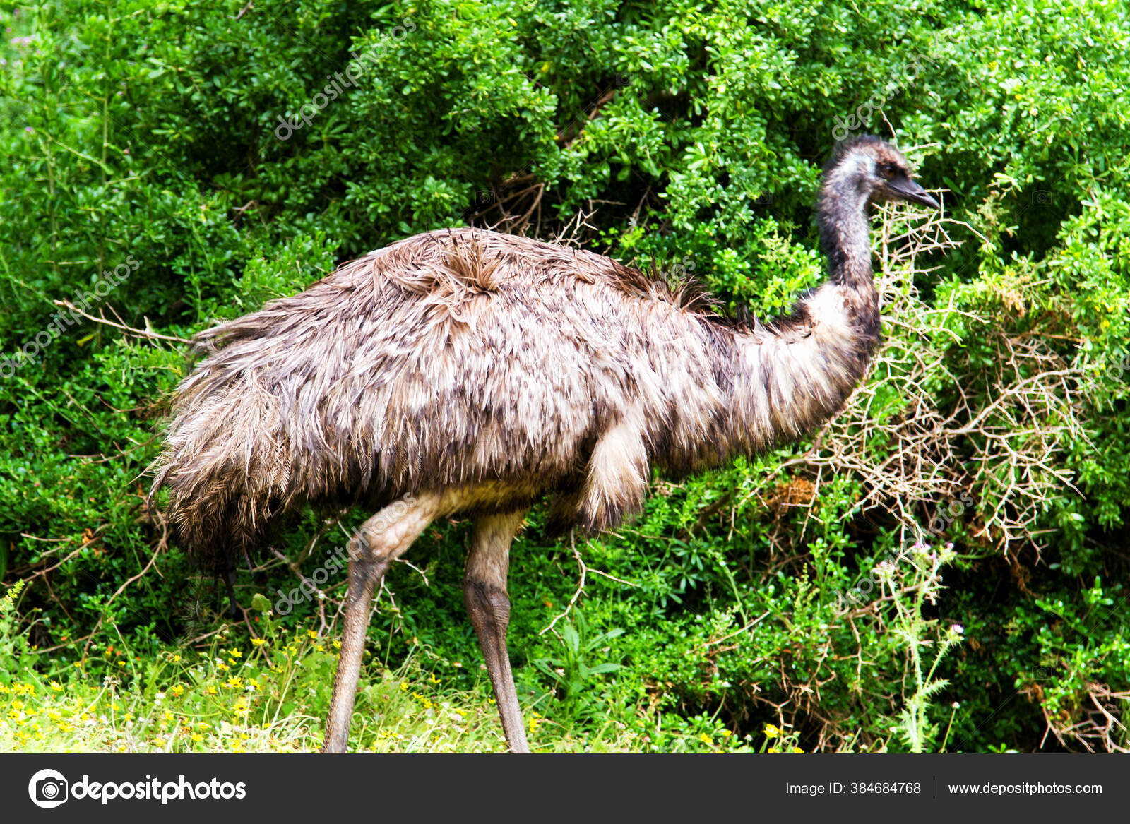 Australian Emu Tower Hill Wildlife Reserve Victoria Australia Stock Photo C Kefirm