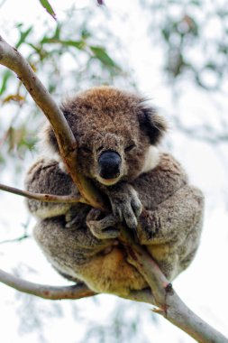 Yaban Koala (Phascolarctos cinereus), Victoria, Avustralya 'daki ünlü Büyük Okyanus Yolu boyunca Otway Burnu' nda.