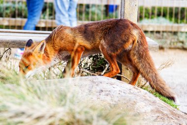 Kızıl Tilki (vulpes vulpes vulpes) in Victoria (Büyük Okyanus Yolu), Avustralya