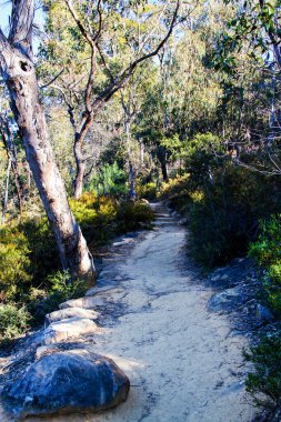 Avustralya 'daki milli parkta yol