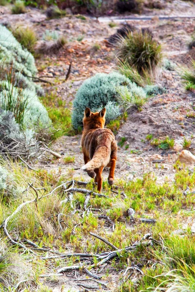 Kızıl Tilki Vulpes Vulpes Vulpes Victoria Büyük Okyanus Yolu Avustralya — Stok fotoğraf