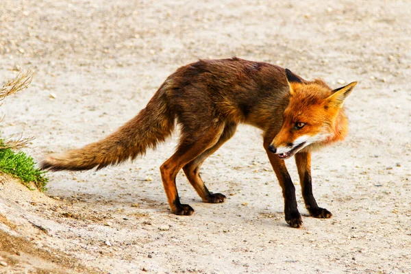 Κόκκινη Αλεπού Vulpes Vulpes Στη Victoria Great Ocean Road Αυστραλία — Φωτογραφία Αρχείου