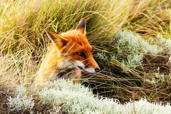 Κόκκινη Αλεπού Vulpes Vulpes Στη Victoria Great Ocean Road Αυστραλία — Φωτογραφία Αρχείου