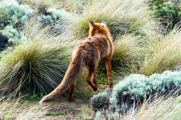 Κόκκινη Αλεπού Vulpes Vulpes Στη Victoria Great Ocean Road Αυστραλία — Φωτογραφία Αρχείου