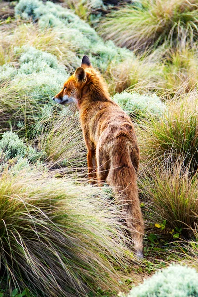 Κόκκινη Αλεπού Vulpes Vulpes Στη Victoria Great Ocean Road Αυστραλία — Φωτογραφία Αρχείου