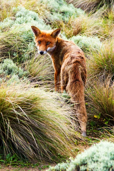Κόκκινη Αλεπού Vulpes Vulpes Στη Victoria Great Ocean Road Αυστραλία — Φωτογραφία Αρχείου