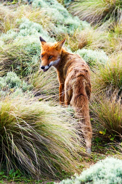 Κόκκινη Αλεπού Vulpes Vulpes Στη Victoria Great Ocean Road Αυστραλία — Φωτογραφία Αρχείου