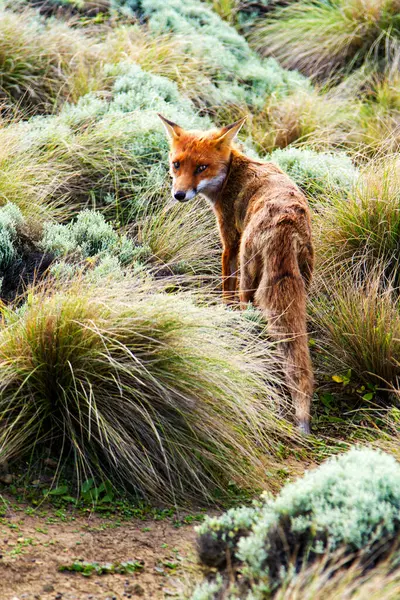 Zorro Rojo Vulpes Vulpes Victoria Great Ocean Road Australia —  Fotos de Stock