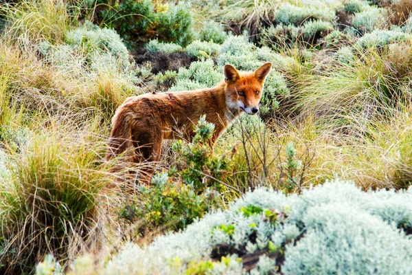 Kızıl Tilki Vulpes Vulpes Vulpes Victoria Büyük Okyanus Yolu Avustralya — Stok fotoğraf