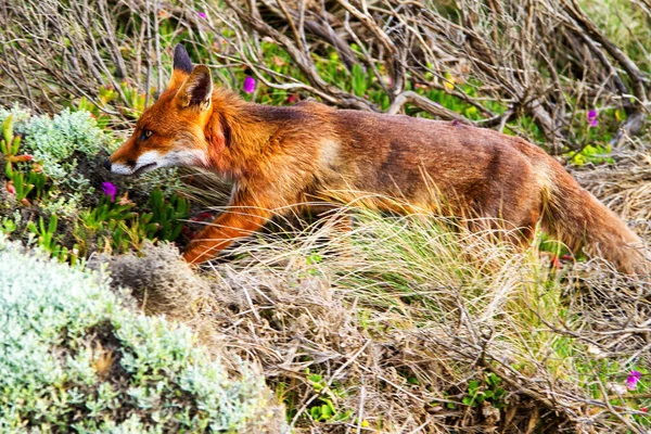 Κόκκινη Αλεπού Vulpes Vulpes Στη Victoria Great Ocean Road Αυστραλία — Φωτογραφία Αρχείου