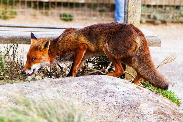 Κόκκινη Αλεπού Vulpes Vulpes Στη Victoria Great Ocean Road Αυστραλία — Φωτογραφία Αρχείου