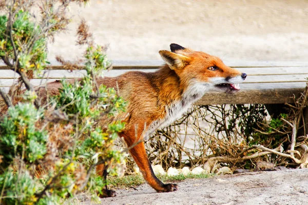 Κόκκινη Αλεπού Vulpes Vulpes Στη Victoria Great Ocean Road Αυστραλία — Φωτογραφία Αρχείου